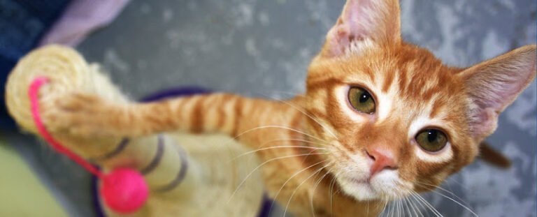 Animal Welfare League Queensland Op Shop Burleigh Heads - op shop in Burleigh Heads